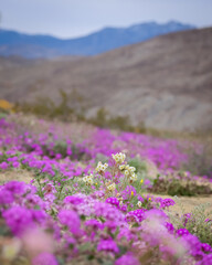 Obraz premium Wildflower bloom including primrose , Desert Verbena in Anza Borrego desert state park