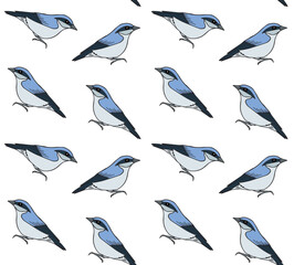 Vector seamless pattern of hand drawn doodle sketch colored nuthatch bird isolated on white background