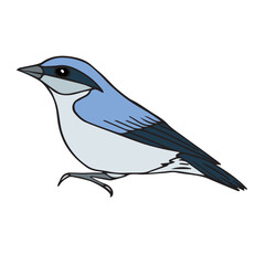 Vector hand drawn doodle sketch colored nuthatch bird isolated on white background