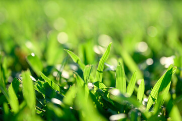 Vibrant green grass leaves glowing in sunlight and blurred