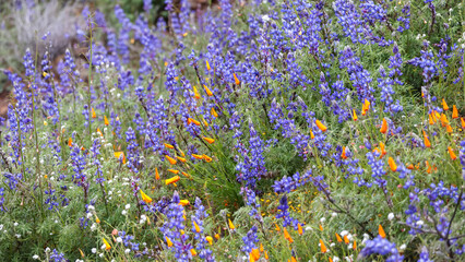 Blue Lupine flowers in wildflower meadow at Arvin, California panoramic view.