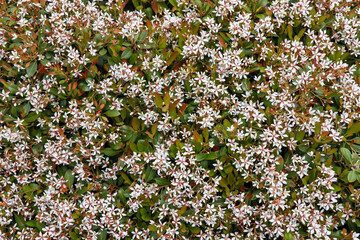 Bed of Indian Hawthorn flowers in the garden, close up view