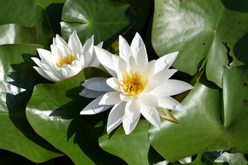 白く咲いたハスの花