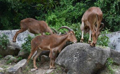 The chamois is walking in the zoo.