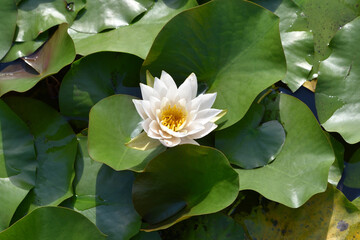 白く咲いたハスの花