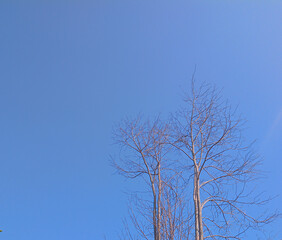 tree and sky
