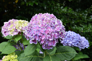 紫色のアジサイと緑の葉