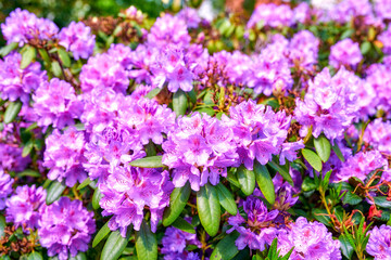 Obraz premium Rhododendron in my garden. A series of photos of rhododendron in garden.