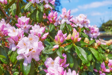 Rhododendron in my garden. A series of photos of rhododendron in garden.