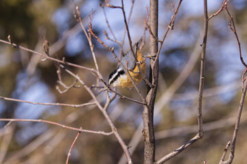 A Red-breasted Nuthatch in a Tree