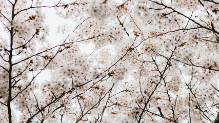 Cherry Blossoms