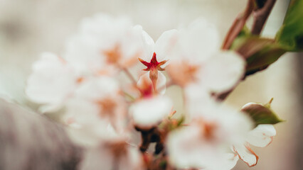 Cherry Blossoms