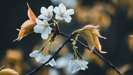 Cherry Blossoms