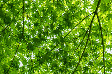 Obraz premium 春・初夏・夏の日差しに照らされる森林の新緑の緑 自然・夏休み・夏・アウトドア・キャンプ・観光・旅行のイメージ背景 