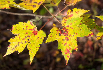 Birch Leaves