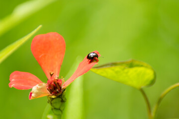 la naturaleza y sus colores