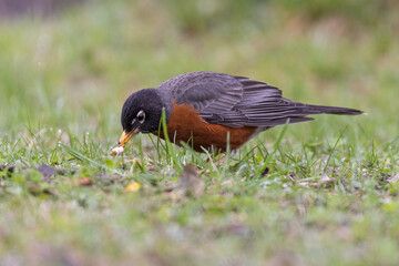 American robin in spring feeding with white grubs 