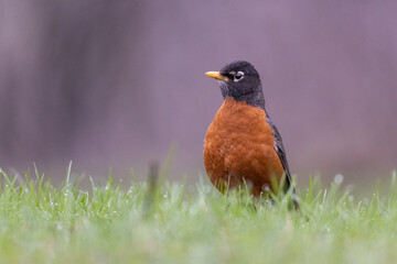 American robin in spring