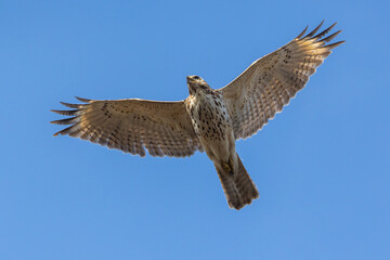 Red-shouldered hawk (Buteo lineatus) in spring