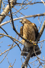 Red-shouldered hawk (Buteo lineatus) in spring