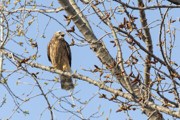 Red-shouldered hawk (Buteo lineatus) in spring