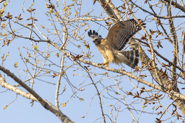 Red-shouldered hawk (Buteo lineatus) in spring