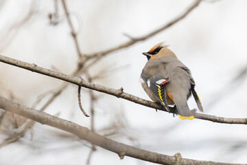 Bohemian waxwings (Bombycilla garrulus) in spring