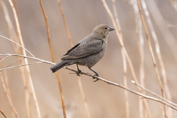 Female brown-headed cowbird (Molothrus ater)