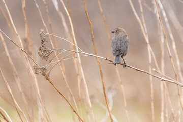Female brown-headed cowbird (Molothrus ater)