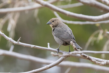 Female brown-headed cowbird (Molothrus ater)