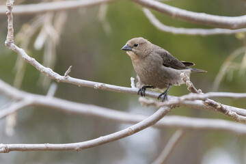 Female brown-headed cowbird (Molothrus ater)