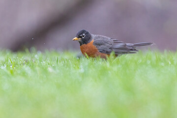 American robin in spring