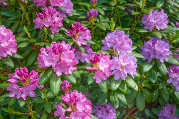 Rhododendron in my garden. A series of photos of rhododendron in garden.