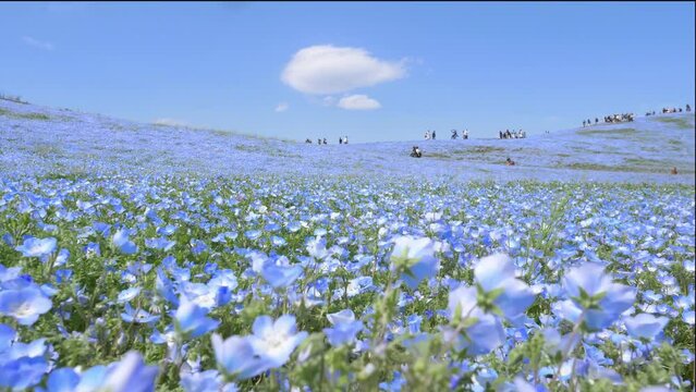 peaceful blue flower field in Hitachi seaside park, tourism in Japan, beautiful blooming nemophila field in summer with blue sky