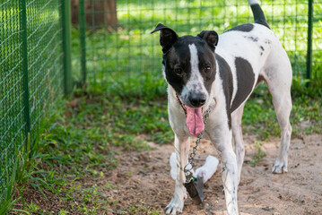A mongrel dog playing in a square in the city center