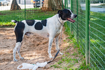 A mongrel dog playing in a square in the city center