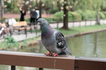 Pigeon sitting at the balcony with pond background