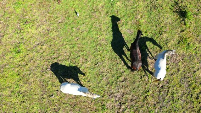 Seen from above three lusitano horses and their shadows giving a very beautiful image