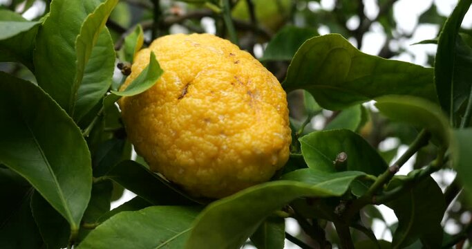 shot of citron, Jean-Marie Pelt Botanical Garden, Nancy, France
