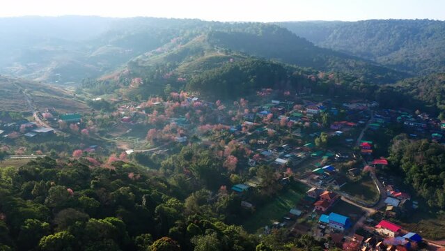 Aerial view drone fly over flower pink blossom Sakura flower or Prunus Cerasoides full bloom in Ban Rong Kla Village. Phu Lom Lo Mountain popular place for visit from tourism when pink sakura blossom