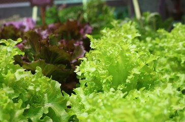 Fresh organic vegetables on plant in nursery.