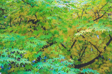 japanese maple tree background with sunlight, Kyoto