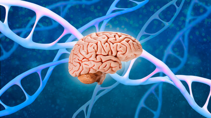 human brain, dna structure helix, deoxyribonucleic acid, nucleic acid molecules, genome research method, development science, information, chromosome change, regulation of interneuronal contacts