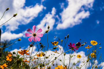 青空とコスモス