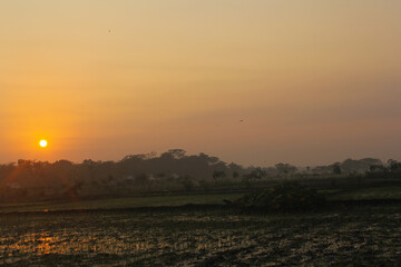 photo of the sunrise in the middle of the rice fields, during the golden hour