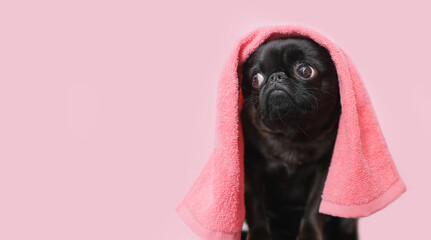 Cute griffon or pug dog after bath on pink background. Dog wrapped in towel. Pet grooming concept.  yellow duckling and soap bubbles.Copy Space.