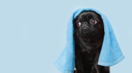 Cute griffon or pug dog after bath on blue background. Dog wrapped in towel. Pet grooming concept ....
