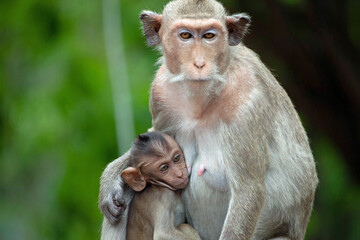 Obraz premium 可愛いサル