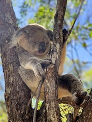 Koala in a Eucalyptus Tree