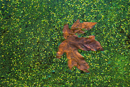 Leaf on Dogweed